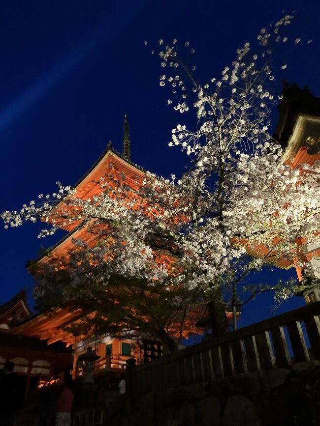 伏見から京阪本線で七条へ。そこから約10分ほどで今夜の宿、智積院会館に到着。<br /><br />夜は、歩いて20分強なので夜桜を見に清水寺へ。<br /><br />写真は清水寺の夜の特別拝観