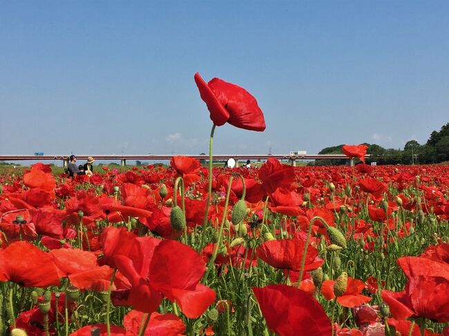 &#127802;ポピー満開&#127802;初夏の鴻巣散歩