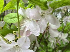 ⑨マダムのJAL旅イン札幌　3日目の１～北大植物園の１