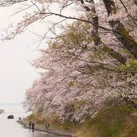 琵琶湖の桜を求めて（白髭神社・マキノメタセコイヤ・海津大崎・奥琵琶湖・余呉湖）