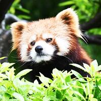 レッサーパンダはかわゆい !!! 西山動物園