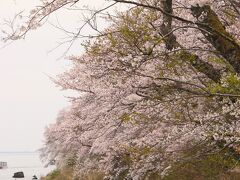 琵琶湖の桜を求めて（白髭神社・マキノメタセコイヤ・海津大崎・奥琵琶湖・余呉湖）