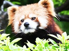 レッサーパンダはかわゆい !!! 西山動物園