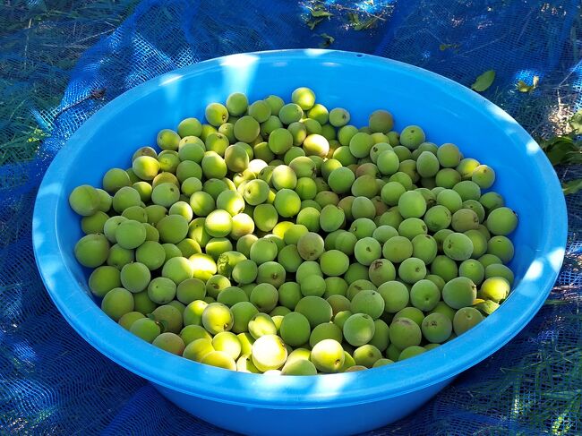 ■ 家から車で20分、南高梅第2回目の収穫に行ってきました。<br />　今年の梅仕事もこれから佳境に入ります。<br />　青々と茂った梅の木にはたくさんの梅の実が生っています。<br /><br />■ 本日の収穫量は小梅青梅12Kgとなりました。<br />　梅酒、梅ジュースを仕込みます。青梅で仕込んだ梅酒はスッキリとした味になります。<br /><br />■ 摘果は今回で終了。次回は2週間後、梅干し用大粒の梅を収穫予定。