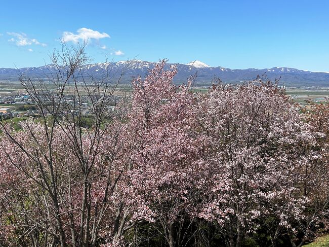 ＧＷ前半初日は、北海道の桜の名所と言えばの北海道神宮を始めとして札幌市内の桜巡り。<br /><br />でも、自分たちが知らないだけで、知る人ぞ知る桜の名所もあるんじゃないかと、昨年、美唄の東明公園へ。<br /><br />今年はどこにあるのかな～と調べていた夫、奈井江にも良さそうなところがあるよ、ということで今年は奈井江に決定！もうちょっと行けば、私の大好きなアップルパイで有名な砂川があるけど、今回はアップルパイは封印。<br />連休早々からスイーツに走ると、連休明けに恐ろしいことになるのは目に見えてるから。^^;<br /><br />それはさておいて、久しぶりにスカッとした青空の下、のんびりプチドライブで思いもかけない桜の景色を堪能してきました。<br /><br />我が家の花巡りの記録なので、地味～な旅行記です。