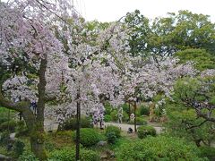 京都、終わりかけの桜を駆け足で巡る