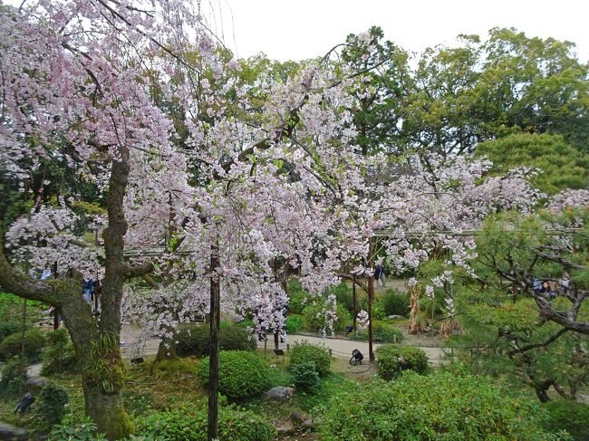 今年は桜の開花も例年より早く、京都も４月に入ればほぼ葉桜の状況です。　それも承知のうえで大阪での４月／新年度の所用帰りに寄ってみました。　<br />仁和寺の御室桜は他の種類より遅めに咲くので、まず仁和寺に狙いを定め、更に「京都開花情報」よりまだ散っていない様子の平安神宮にも寄ってみます。　雨こそ降っていませんでしたが生憎の曇天の中で良い写真は撮れませんでしたが、シーズン最後の花見となりました。　大阪／京都ともに来日旅行客で大賑わい。　コロナ前の観光地に近づきつつあります。