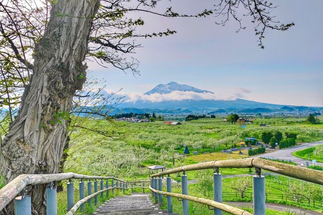 旅のきっかけはJALのスマイルキャンペーン。片道 6600円で国内北海道から沖縄まで行けるというお得なセール第２弾があると知り、友人が挑戦してみてくれることに。<br />「せっかくなら遠くまで行きたいよね」ということで、大人気の北海道を外して青森を第一候補に！首尾よく青森行きのチケットをゲットしてくれ、２人で弘前への旅をすることになりました。<br /><br />青森には多くの魅力的な観光スポットがありますが、&quot;弘前&quot;を選んだのは、ちょうどりんごの花が見られること、そして明治時代に建てられた洋館めぐりができること、そしてアップルパイの食べ比べができることが決め手に！<br /><br />初日は、弘前に移動後、りんご園を訪問。夜は昭和ムード漂うエリアなど散策して過ごしました。<br /><br />【日程】<br />◆ 5/8    大阪ー青森　弘前へ移動後、弘前市りんご園など　[アートホテル弘前シティ 泊]<br />◇5/9   弘前市内観光　[アートホテル弘前シティ 泊]<br />◇ 5/10   午前：陸奥鶴田の『鶴の舞橋』へ　午後：帰途へ　<br /><br />（＊4トラベラー yokoさん、るなさんの旅行記を参考にさせていただきました）