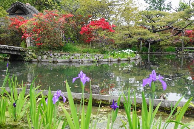 2023年4月、例年より季節の進みが早く初夏といってよい日差しの中、自家用車で青紅葉と花を求めて滋賀から京都へ向かいました。<br />その３は、京都・梅宮大社の花と、食べ歩きを楽しみます。<br /><br />・駐車場が無料のホテルオークラに宿泊<br />・夜はすぐ近くの割烹やましたで春の味覚<br />・梅宮大社へ<br />　　社殿、神苑で花を愛でる、コサギが飛ぶ、猫がちょろちょろ<br />・蕎麦屋にこらでも春の味覚を満喫<br /><br />表紙写真は、梅宮大社、菖蒲とツツジに囲まれた神苑咲耶池と池中亭。