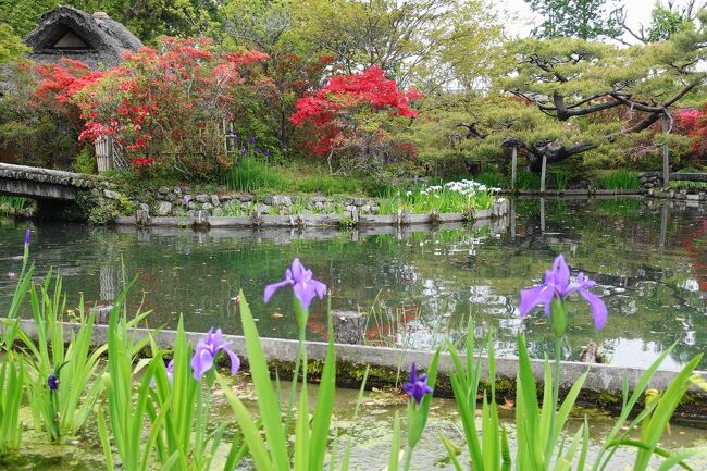 2023年4月、例年より季節の進みが早く初夏といってよい日差しの中、自家用車で青紅葉と花を求めて滋賀から京都へ向かいました。<br />その3は、京都・梅宮大社の花と、食べ歩きを楽しみます。<br /><br />・駐車場が無料のホテルオークラに宿泊<br />・夜はすぐ近くの割烹やましたで春の味覚<br />・梅宮大社へ<br /> 社殿、神苑で花を愛でる、コサギが飛ぶ、猫がちょろちょろ<br />・蕎麦屋にこらでも春の味覚を満喫<br /><br />表紙写真は、梅宮大社、菖蒲とツツジに囲まれた神苑咲耶池と池中亭。
