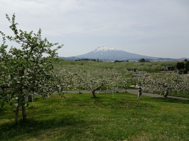 2日目は移動日です。<br />前日青森市に泊まったおかげで日程に余裕ができ、奥入瀬の前に弘前に寄っていくことにしました。<br />穏やかな陽射しの下、桜まつりの賑やかさを楽しみ、りんごの花のかわいらしさにほっこりしてきました。<br />アップルパイの食べ歩きができなかったのは残念だけれど、弘前の春を楽しむことができました。