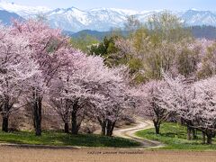 「季刊美瑛」☆満開の桜・さくら・サクラ♪　遅い春がやってきました☆