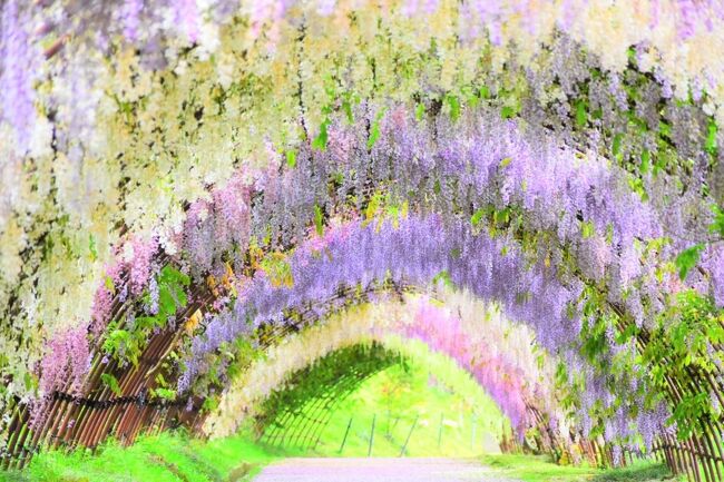 すでに見頃を過ぎた河内藤園の藤の花は、タイトルの通り美しいものもありましたが、すでに殆どが枯れて傷んでいました(ノД`)・゜・。<br /><br />枯れた花を載せるのもどうかと思いますが、3時間半かけて行ったので、記録として載せます。<br />(どうぞ遠慮なく笑ってやってくださいませ)<br />