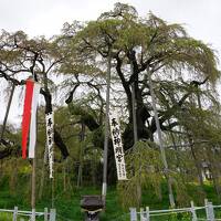 2023.4 三春の滝桜・花見山公園と福島7つの桜名所めぐり（2）