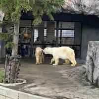 2023GW 旭川・富良野をめぐる北海道②旭山動物園・OMO7旭川に宿泊