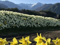 駒ケ根高原＆昼神温泉　＊☆花の旅☆＊　前編＜光前寺の桜と水仙＞