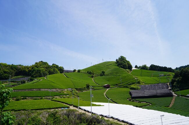 京都府相楽郡和束町は、お茶の栽培に適した気候風土を活かして、古くから香り高い煎茶を栽培してきた所で、その美しい茶畑の景観から茶源郷と称えられています。<br /><br />宇治茶の約４割を生産するお茶農家さんにとって、『♪夏も近づく八十八夜～♪』と、文部省唱歌の「茶摘み」でも歌われているように、例年５月は新茶シーズンの始まりで、茶摘み作業が最盛期を迎えます。<br /><br />和束町の茶畑の景観は、鎌倉時代にまでさかのぼる８００年以上の歴史の積み重ねによって生み出されたもので、この地に暮らすお茶農家さんたちの日ごろの茶摘み作業を通して、この美しい景観が今も維持されています。