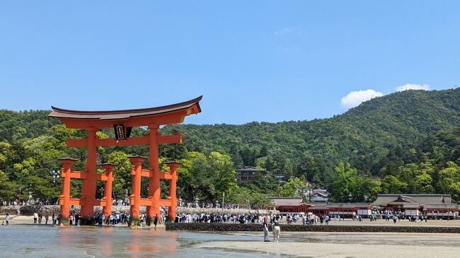 ５月１日。広島旅行3日目です。<br />今日は念願の宮島、厳島神社へ行きます。<br /><br />約３年半にわたる令和の大改修が完了した大鳥居。<br />いつ行こうか？いつ行こうか？考えていましたが・・・<br />「GWにヒルトン広島押さえたよ！」の主人の一言で決定した今回の広島旅行。<br />コロナの規制も緩和して、日本人だけではなく、外国人観光客も多いと思われるGW。<br />こんな時に大丈夫かな～？？？と思いましたが・・・<br />行ける時に行っておかないと！<br /><br />観光客でごった返すこと間違いなしの宮島へ！<br />いざ、出陣！