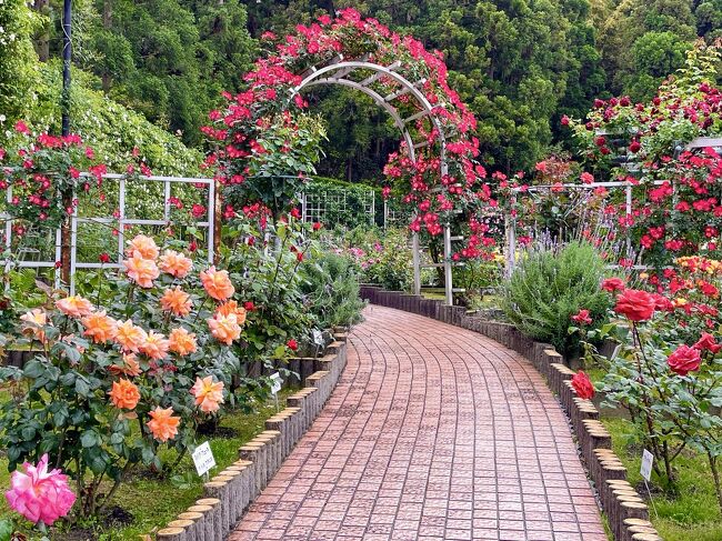 曇り空　雨予報の日　<br />絵のような景色を眺めつつ、霊山寺のレストランでランチ♪<br />お店を出ると雨…<br />併設されている薔薇庭園は、バラ盛り<br />相方におねだりして、庭園を散策～