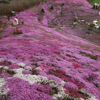 北海道・道東春３日間（２）東藻琴・芝桜公園～阿寒湖温泉