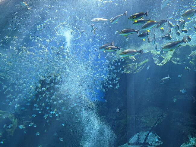 ようやく、ようやく、台湾旅行(海外旅行)に復帰しました~バンザ~イ✧◝(⁰▿⁰)◜✧<br />台湾に行けなくなってからの4年の間に、息子はすっかり台湾料理の虜となり、いつ行けるのかと楽しみにしてました。<br />飛行機代があまりに高くて、ギリギリまで悩みましたが、私がもう我慢できず、1番安かったEVA AIRを勢いで予約。(LCCがもちろん安かったですが、時間が子連れには厳しすぎて無理でした)<br />ホテルはコロナさえなければ前回の宿、となっていた、子供の遊び場充実のFINDERS HOTEL。(子連れには最高!でした)<br />子供の鬼の体力に両親はヘロヘロになりましたが、親子ともども久々の台湾旅行を存分に楽しめました!<br /><br />2日目、水族館で遊ぶ、編です!