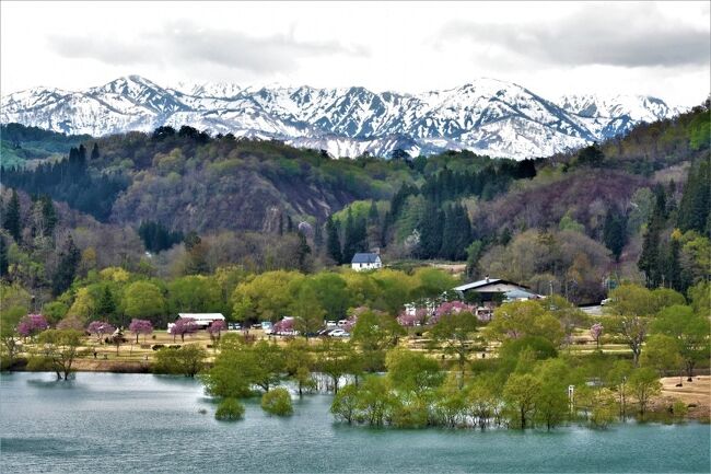 連休の初日、新宿バスタより猪苗代に、半年ぶりの裏磐梯です。春も終わりかと思いきや、間に合いました。<br />残雪も、フキノトウ、つくし、水芭蕉、カタクリ、桜と何よりも萌黄色に染まるやまやの風景は最高でした。<br />今回は、山形県まで車で撮影です。人造湖でもある白川湖の風景に出会えたことは嬉しい事でした。<br />久々に扱うカメラに戸惑いながら、時を楽しみました。<br /><br />東北の春三昧です。素敵な春を一緒に楽しんでください。