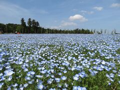 ネモフィラを見に行くと、周辺はミニ北海道的な景色/富田さとにわ耕園