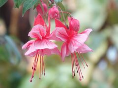 久し振りの富士花鳥園