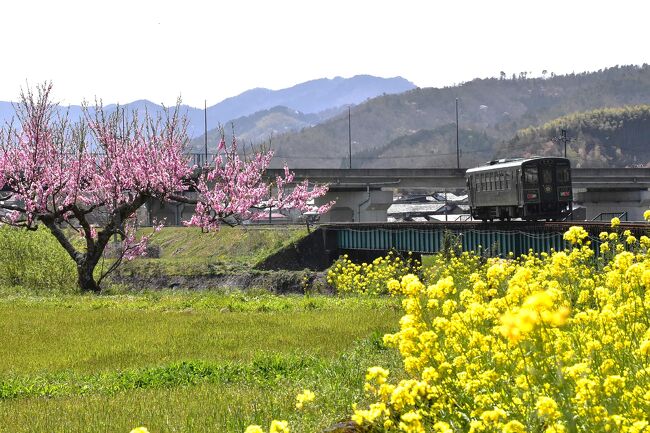 若桜鉄道の第一八東川橋梁付近は菜の花が満開なので、春景色の鉄道写真にチャレンジします。<br />近くには因美線も並行しており、2つの鉄道の写真撮影が楽しめます。<br /><br />因幡船岡駅は昭和5年の開業。赤い屋根の美しい駅舎にはコの字型の待合室があり、隣には貨物ホームが残されています。<br />かつて牛市場があったことから、牛を貨車で出荷する時に使われたと思われる巨大な牛の体重計を見ることができます。<br /><br />なお、旅行記は下記資料を参考にしました。<br />・若桜鉄道のHP：登録有形文化財ご紹介<br />・鳥取県町村会「八頭町について」<br />・コーンズ・モータース公式ブログ「ブリティッシュグリーン」<br />・やずナビのHP、「天満山公園」<br />・鳥取市観光サイト「八東川水辺プラザ河川公園」<br />・エレペディア「がいし引き工事とは」<br />・JealousGuy@DoraNekoWeb「因幡船岡駅のホームに置かれている、大谷式特殊衡器」<br />・tkmov(バイクとローカル線と)「若桜線:因幡船岡駅」<br />・日本国語大辞典「衡器」の意味<br />・ウィキペディア「因美線」「JR西日本キハ187系気動車」「智頭急行HOT7000系気動車」「船岡駅」「因幡船岡駅」<br />