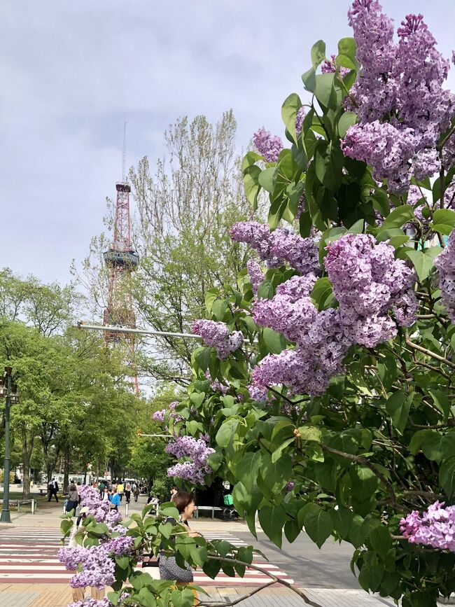 札幌に赴任してから、2回目のライラック祭を迎えました。<br />今年は去年より開花が早く、祭開催時は、満開をちょっと過ぎていたという感じでした。<br />大通公園のメイン会場を端から端まで巡ってみました。