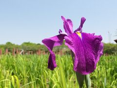 「つつじが岡第二公園」の花菖蒲_2023_ほんの少し、咲き始めていました（館林市）