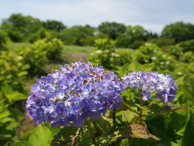 館林市の「つつじが岡公園」へ、アジサイを見に行きました。ここはツツジの名所で、アジサイの名所ではありませんが、東西方向に細長い公園の、西の方の遊歩道に沿って、アジサイが植栽されています。<br /><br />今年(2023)の開花状況の目安にならないか、と見に行きました。アジサイは未だツボミでしたが、だいぶ膨らみ始め、色付き始めていたので、遠からず開花し始めると感じました。