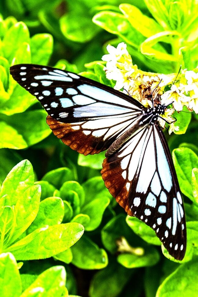 　日出町豊岡のほか寺花公園に、1000キロ以上を旅する蝶アサギマダラが来ています。<br />　アサギマダラは、法花寺里山保存会が育成するスナビキソウの蜜を求めて休息しています。