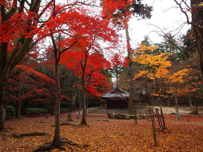 西国札所の兵庫と大阪の旅、初日は姫路　書寫山圓教寺の後半です。<br /><br />ドラマチックな三之堂から奥の院に向かいます。