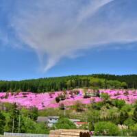芝桜満開！花と香りの里　北海道滝上町を深堀り　定番から穴場まで