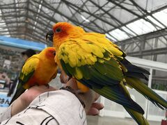 静岡掛川てくてく旅行！…花鳥園も…前半ひとり旅編！