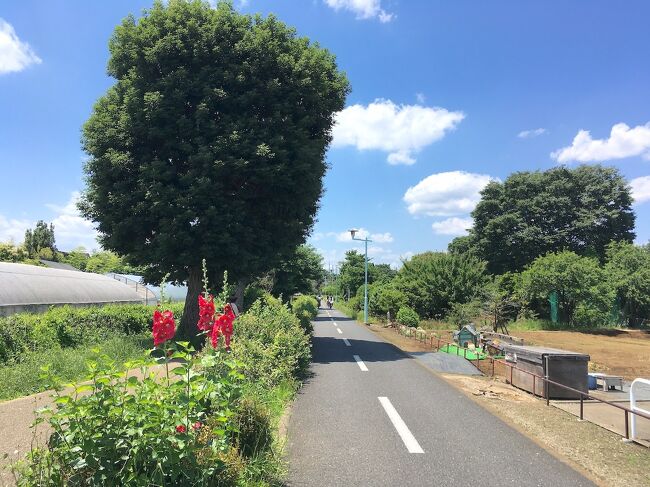 【東京を自転車で走る旅】(6) 多摩湖自転車道・直線部