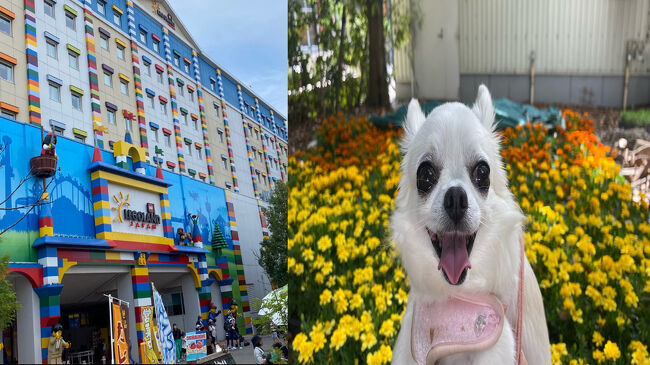 日曜日の昼過ぎからペットのあんちゃんと名古屋港にあるレゴランド・ジャパンの前にあるメイカーズピアがペット可のため行ってみることにしました。ペット連れには意外と紹介されてない穴場だと思います。