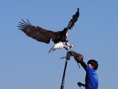 スナネコやマヌルネコ、猫のショー［ザ・キャッツ」など見たくて那須どうぶつ王国へ［２］ネコ科以外の動物編