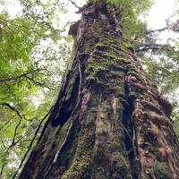 還暦誕生日の屋久杉トレッキングと鹿児島旅行　①屋久島編