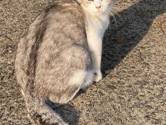 直島の離島（第２離島）向島（むかえじま）の猫たちに会う旅。