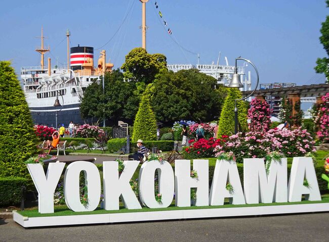 横浜、馬車道近くでの夕刻からのライブに向かいますが、折角ですから少し早めにでて港の見える丘／山下公園などで開催中のローズウィークを覗いてみます。<br />バラの散策は２時間～３時間の駆け足でしたが、私が訪れるイベントにしては珍しく好天で青空の下で綺麗なバラを堪能できました。<br />さて本来の目的であるＪＡＺＺ　ＬＩＶＥですが、俄ファンながらナベサダさんのＬＩＶＥを小さめの会場で聴くのを楽しみにしております。<br />ナベサダさんは例年春先から東北地方を中心に小さめのＬＩＶＥ会場でコンサートツアーを行うことが多いのですが、この３年間は新型コロナの影響もあり難しかったのではないでしょうか。　大きなホールで聴くナベサダさんももちろんですが、小さな会場でお姿を目の前にして聴くＬＩＶＥは格別です。<br />日程さえ合えば一ノ関でも福島でも赴くつもりでしたが、そんなＬＩＶＥを探していたところ、横浜でのコンサートを見つけ早速にチケットを入手しました。　ナベサダさんも気がついたら御歳９０歳。　多少歩き方がごゆっくりになられた観はありますが、サックスの音色は変わらずパワフルなものでした。<br />過去に旅行記として紹介したナベサダさんのコンサートも一緒に御覧ください。<br />https://4travel.jp/travelogue/10892156<br />https://4travel.jp/travelogue/11485444