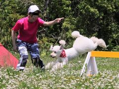 福島・栃木レッサーパンダ遠征2022（５）東北サファリパーク：ドッグランと新しいドッグサーカスも含め５つのショーを見学～世界のクマコーナー