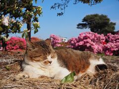 つつじが岡公園のツツジが見頃というので館林へ、ツツジにもネコちゃんたちにも癒されて来ました