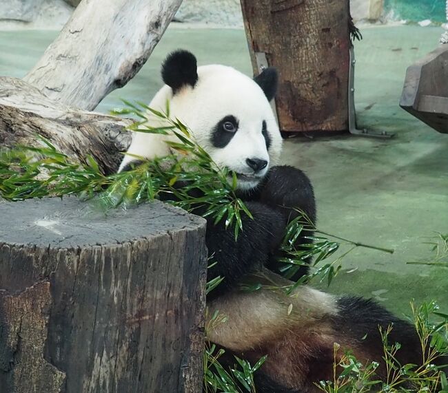 お久しぶりの台湾旅行3泊4日の3日目です。<br />初めての台北市立動物園はめちゃくちゃ良かったです。<br />鉄板の士林夜市ではカステラ屋の源味本舗が士林夜市内で移転していたことを知らずに旧店舗に行き、お休みかと思ってスルーする大失態。<br />コロナ前の記憶を頼りに行く人は、公式から新住所を調べてから行きましょう。<br /><br />※マスク事情<br />飛行機内:マスクしていない人もちらほら。特に気にしなくて良い感じです。<br />市中、お店:マスク率は日本とあんま変わらない感じ。若い人の方がしていない印象です。あまりに暑すぎてほぼノーマスクで過ごしましたが特にトラブルなし。(念のため携行はしました。)<br />台湾華語分かりませんが、マスク着用を呼びかける掲示はほぼ見かけませんでした。<br /><br />※トイレ事情<br />ガイドブックによっては、トイレットペーパーを便器に流してはいけないので注意するよう記載がありますが、台北の商業施設や公共施設ではペーパー分別タイプは見たことありません。(一応ゴミ箱はあるが、ペーパーは流してOKと書いてある)<br /><br />※持って行って良かったもの<br />・アウトドア用座布団<br /> 台湾は雨が多いのでベンチが濡れている時に重宝しました。飛行機内でも使いました。<br />・空の水筒<br /> とにかく暑いので飲み物必須です。水筒があると冷たいまま持ち運べて快適です。<br /><br />※悠遊カードは必須!<br /> 交通系ICカードの悠遊カードは絶対あった方が良いです。駅やコンビニで買えます。<br /> チャージは駅にある「加値」と書かれた端末から。現金のみ、お釣り出ません。<br /><br />※台北市内散策ならバスを利用を!<br /> MRT(地下鉄)も乗りやすくて良いのですが、地下まで降りる&地上まで出るのに地味に時間かかります。バスは慣れるまで緊張しますが圧倒的に早くて楽です!<br /> グーグルマップアプリに目的の店を入れれば、バス停&バスの系統が出てきます。<br /> バスは手を上げないと止まらないので、目当てのバスが来たら手を上げます。乗る時に悠遊カードをピッとします。降りる時は呼鈴を押しますが、日本のようにバスが止まるまで席に座ってたら降りられません。マジでせっかちです。<br />目的地の一個前のバス停を出たらもう精算できるので、悠遊カードをピッとやって扉が開いたら即降りましょう。あと、日本では信じられないくらい運転が荒いので、必ず何かに掴まるように…