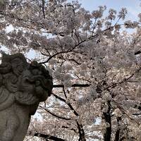 今年は早すぎた・・・桜の備忘録2023 <1>　穴場の六孫王神社