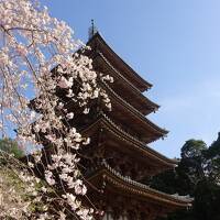今年は早すぎた・・・桜の備忘録2023 <2>　花より団子、見頃を過ぎた醍醐寺