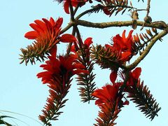 花と食べてばかりの4月の沖縄・その1 那覇～コザ