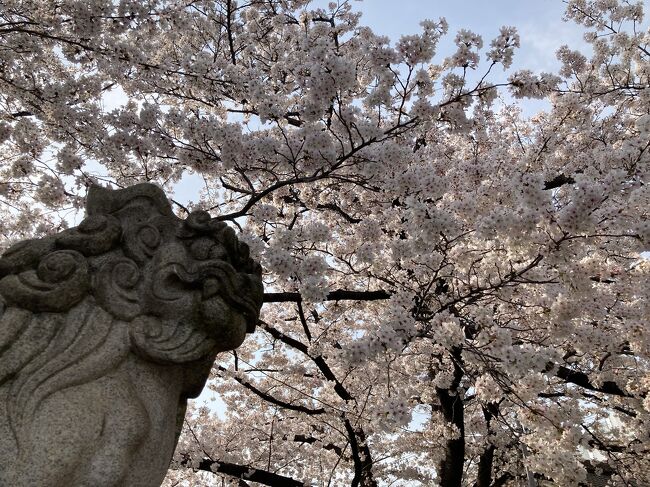 今年は早すぎた・・・桜の備忘録2023 <1>　穴場の六孫王神社