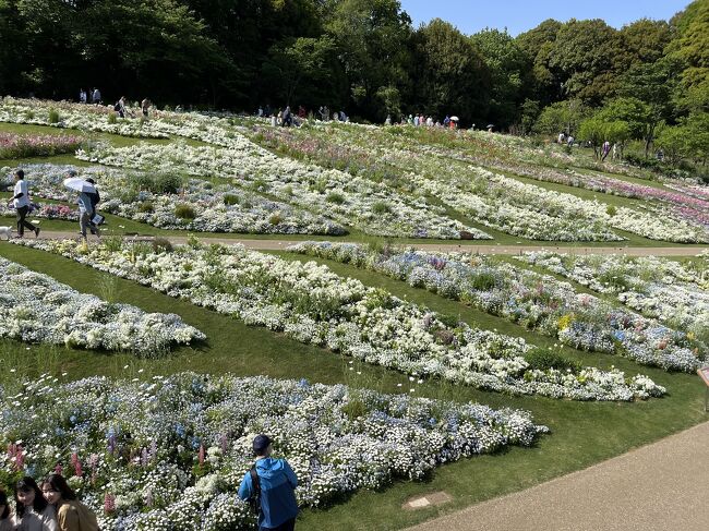 お天気もいいしどこかお出かけ・・そういえばズーラシアの奥の里山ガーデンの大花壇がオープンしているのでは？と行くことにしました。<br />と、その前に・・以前から気になっていた佐江戸交差点近くの個人宅の見事なつつじを眺めに立ち寄りました。こちら普通のお宅なんだろうけれど、それはそれは見事な「つつじ御殿！」去年最初に行ったときちょっと早かったので、後日行ったらちょっと遅かったつつじ・・今年は満開！いいときに見られました。<br />その後里山ガーデンを目指しました。<br />途中のスーパーの駐車場から歩こうか等色々悩んだけれど思い切ってズーラシアの駐車場へ。意外にもすんなり入れました。<br />里山ガーデンフェスタ自体は期待しすぎたせいかちょっと残念・・大花壇も思ったほど大きくないし、お花も・・<br />フォレストアドベンチャーやズーラシアとセットで楽しむならいいかもしれません。<br />もしくは四季の森公園ととセットで歩くとか・・